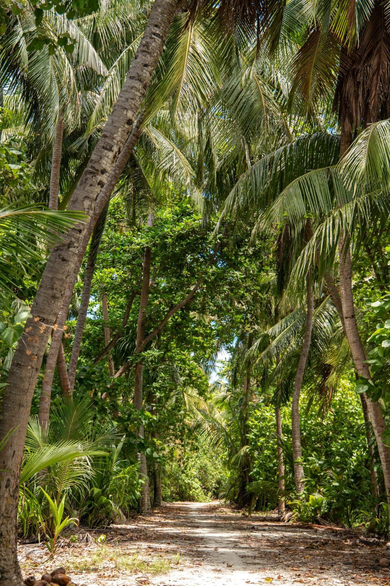 Tropical Tree 호텔 Fehendhoo 외부 사진
